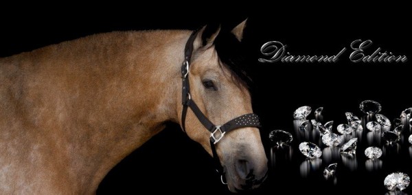 Halfter Diamond Star